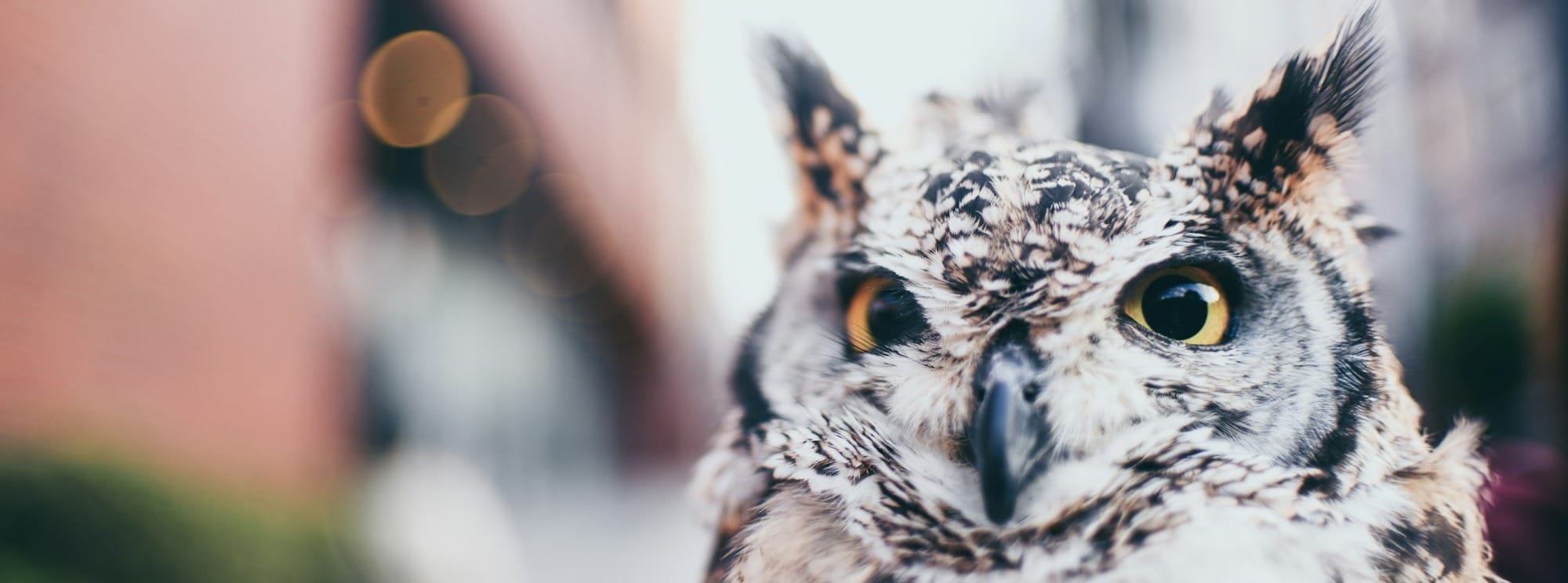 Thoughts From the Abbyyss